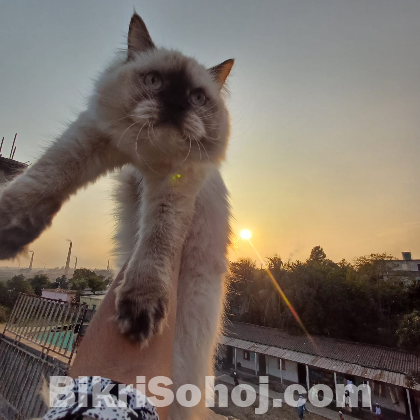 Himalayan Female Cat